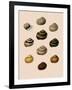 Calocochlia Shells-G.b. Sowerby-Framed Giclee Print