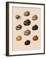 Calocochlia Shells-G.b. Sowerby-Framed Giclee Print