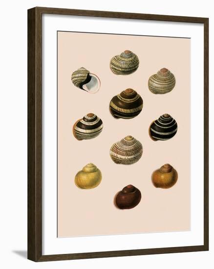 Calocochlia Shells-G.b. Sowerby-Framed Giclee Print