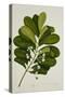 Calophyllum Inophyllum-null-Stretched Canvas