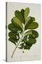 Calophyllum Inophyllum-null-Stretched Canvas