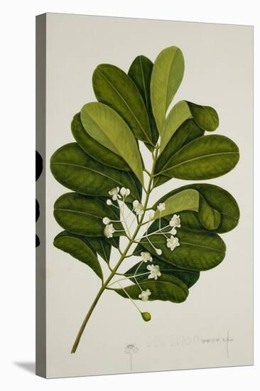 Calophyllum Inophyllum-null-Stretched Canvas