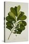 Calophyllum Inophyllum-null-Stretched Canvas