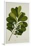 Calophyllum Inophyllum-null-Framed Giclee Print