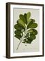 Calophyllum Inophyllum-null-Framed Giclee Print