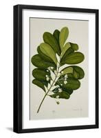 Calophyllum Inophyllum-null-Framed Giclee Print