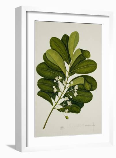 Calophyllum Inophyllum-null-Framed Giclee Print