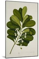 Calophyllum Inophyllum-null-Mounted Giclee Print