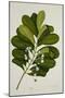 Calophyllum Inophyllum-null-Mounted Giclee Print