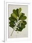 Calophyllum Inophyllum-null-Framed Giclee Print