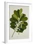 Calophyllum Inophyllum-null-Framed Giclee Print