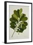 Calophyllum Inophyllum-null-Framed Giclee Print