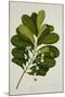 Calophyllum Inophyllum-null-Mounted Giclee Print