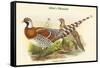 Calopphasis Ellioti - Elliot's Pheasant-John Gould-Framed Stretched Canvas