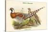 Calopphasis Ellioti - Elliot's Pheasant-John Gould-Stretched Canvas