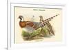 Calopphasis Ellioti - Elliot's Pheasant-John Gould-Framed Premium Giclee Print