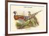 Calopphasis Ellioti - Elliot's Pheasant-John Gould-Framed Premium Giclee Print