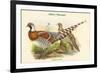 Calopphasis Ellioti - Elliot's Pheasant-John Gould-Framed Premium Giclee Print