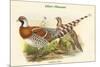 Calopphasis Ellioti - Elliot's Pheasant-John Gould-Mounted Premium Giclee Print