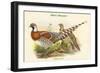 Calopphasis Ellioti - Elliot's Pheasant-John Gould-Framed Art Print