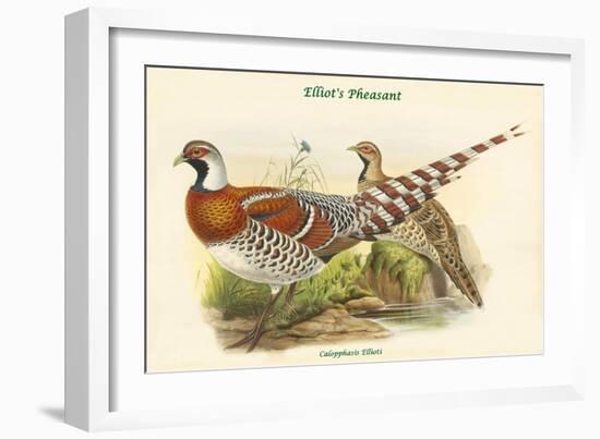 Calopphasis Ellioti - Elliot's Pheasant-John Gould-Framed Art Print