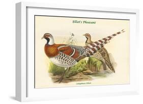 Calopphasis Ellioti - Elliot's Pheasant-John Gould-Framed Art Print