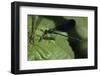 Calopteryx Virgo (Beautiful Demoiselle) - Devouring a Fly-Paul Starosta-Framed Photographic Print