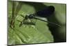 Calopteryx Virgo (Beautiful Demoiselle) - Devouring a Fly-Paul Starosta-Mounted Photographic Print