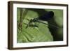 Calopteryx Virgo (Beautiful Demoiselle) - Devouring a Fly-Paul Starosta-Framed Photographic Print