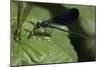 Calopteryx Virgo (Beautiful Demoiselle) - Devouring a Fly-Paul Starosta-Mounted Photographic Print