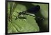 Calopteryx Virgo (Beautiful Demoiselle) - Devouring a Fly-Paul Starosta-Framed Photographic Print