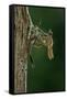 Calopteryx Virgo (Beautiful Demoiselle) - Emerging-Paul Starosta-Framed Stretched Canvas