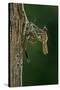 Calopteryx Virgo (Beautiful Demoiselle) - Emerging-Paul Starosta-Stretched Canvas