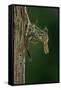 Calopteryx Virgo (Beautiful Demoiselle) - Emerging-Paul Starosta-Framed Stretched Canvas