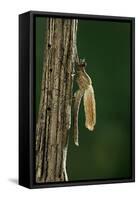 Calopteryx Virgo (Beautiful Demoiselle) - Emerging-Paul Starosta-Framed Stretched Canvas