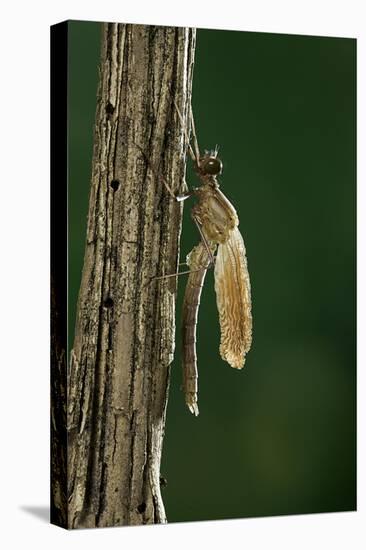 Calopteryx Virgo (Beautiful Demoiselle) - Emerging-Paul Starosta-Stretched Canvas