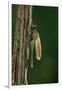 Calopteryx Virgo (Beautiful Demoiselle) - Emerging-Paul Starosta-Framed Premium Photographic Print