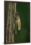 Calopteryx Virgo (Beautiful Demoiselle) - Emerging-Paul Starosta-Framed Premium Photographic Print