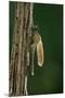 Calopteryx Virgo (Beautiful Demoiselle) - Emerging-Paul Starosta-Mounted Premium Photographic Print