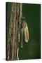 Calopteryx Virgo (Beautiful Demoiselle) - Emerging-Paul Starosta-Stretched Canvas