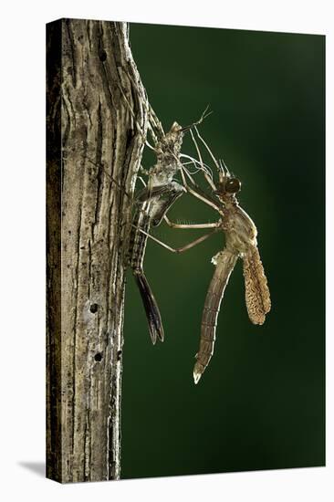 Calopteryx Virgo (Beautiful Demoiselle) - Emerging-Paul Starosta-Stretched Canvas