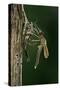 Calopteryx Virgo (Beautiful Demoiselle) - Emerging-Paul Starosta-Stretched Canvas