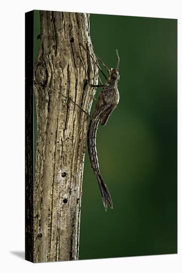 Calopteryx Virgo (Beautiful Demoiselle) - Emerging-Paul Starosta-Stretched Canvas