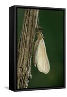 Calopteryx Virgo (Beautiful Demoiselle) - Emerging-Paul Starosta-Framed Stretched Canvas