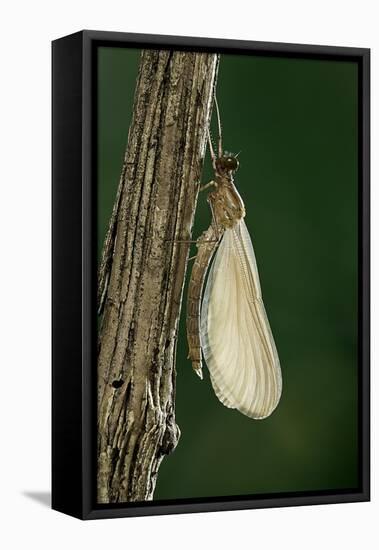 Calopteryx Virgo (Beautiful Demoiselle) - Emerging-Paul Starosta-Framed Stretched Canvas