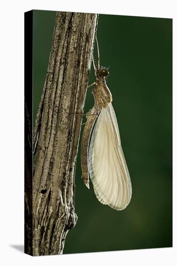 Calopteryx Virgo (Beautiful Demoiselle) - Emerging-Paul Starosta-Stretched Canvas