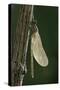 Calopteryx Virgo (Beautiful Demoiselle) - Emerging-Paul Starosta-Stretched Canvas