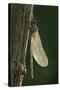 Calopteryx Virgo (Beautiful Demoiselle) - Emerging-Paul Starosta-Stretched Canvas