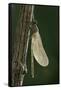Calopteryx Virgo (Beautiful Demoiselle) - Emerging-Paul Starosta-Framed Stretched Canvas
