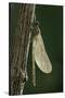 Calopteryx Virgo (Beautiful Demoiselle) - Emerging-Paul Starosta-Stretched Canvas